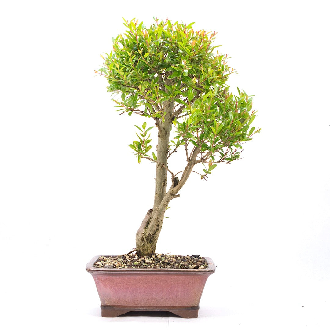 Granatapfel 'Punica granatum'